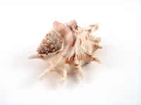 shells