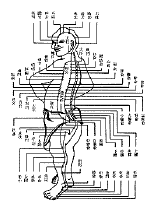 bladder meridian